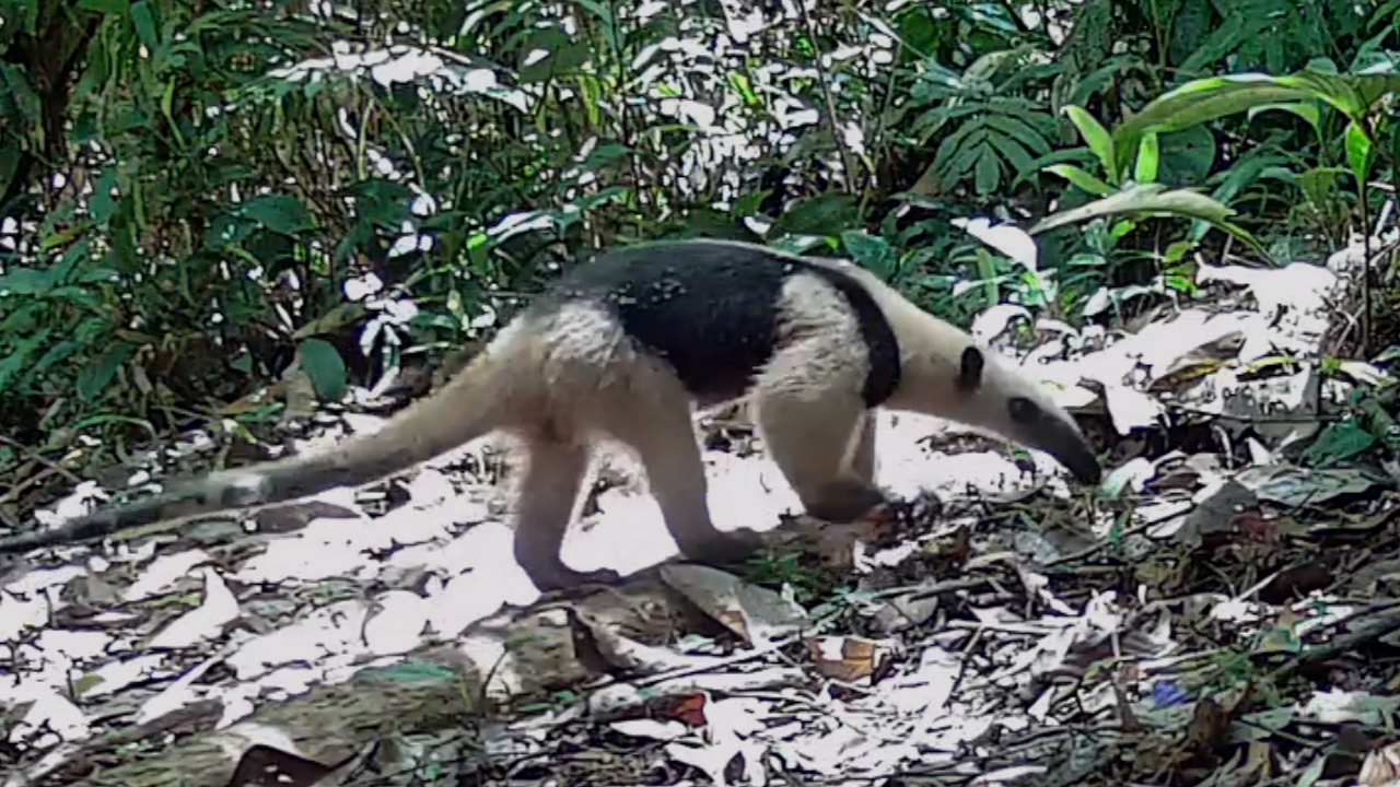 Oso hormiguero (Tamandua mexicana)