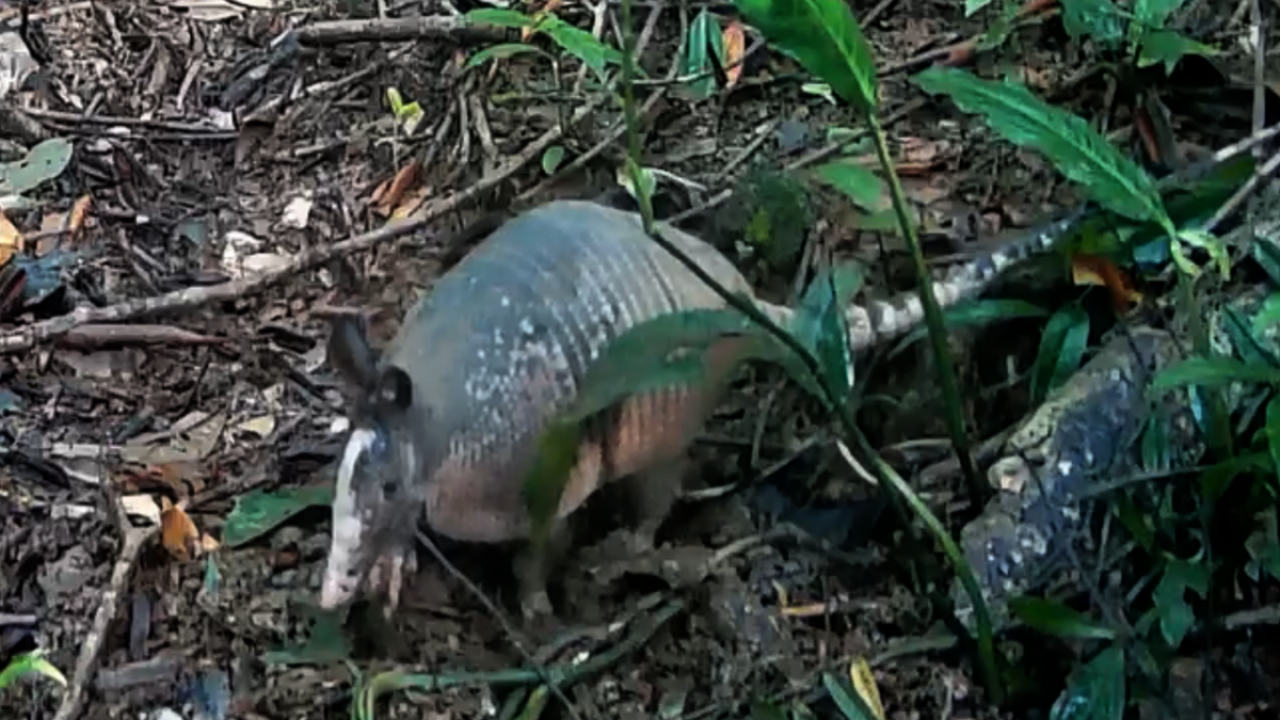 Vista de un armadillo