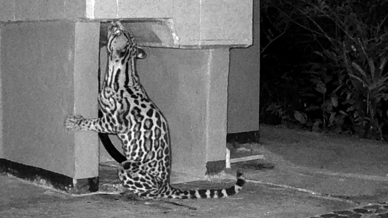 Ocelote deja marcas olfativas